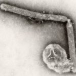 H5N1: глобалисты готовят новую псевдопандемическую манипуляцию