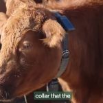 Питер Тиль тестирует ошейники для коров. Людям приготовиться?