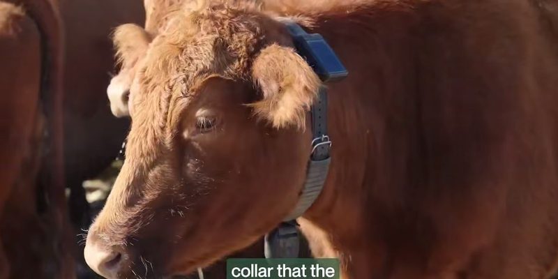 Питер Тиль тестирует ошейники для коров. Людям приготовиться?