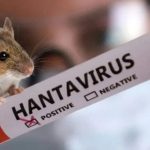 Хантавирус принесет миру еще одну пандемию?