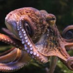 После исчезновения людей осьминоги могут стать доминирующим видом