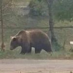Медвежий апокалипсис в РФ: животные массово нападают на людей