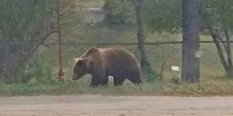 Медвежий апокалипсис в РФ: животные массово нападают на людей 